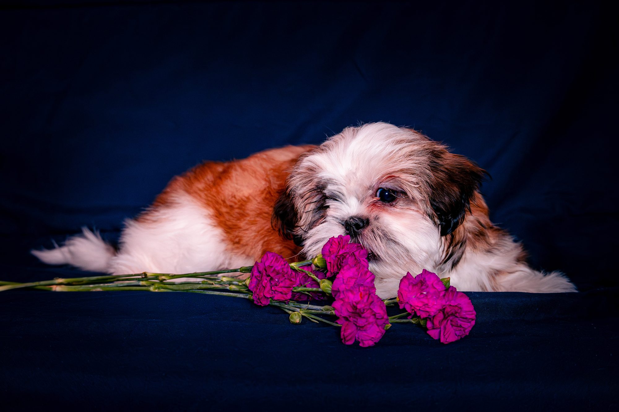 Pets photo
